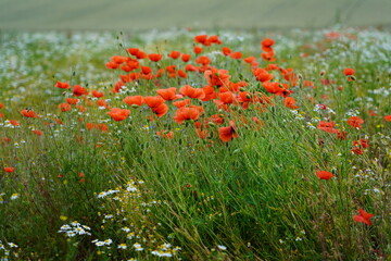 Mohnblumen auf einer Wiese