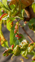 Peach leaf curl fungal disease on young peach tree in the orchard garden. Vertical macro shot on Fungus Taphrina deformans sick twirled leaves. Fungus and plant pathogen.