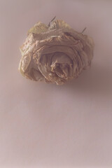 Fototapeta premium Withered flowers. Shadows on objects. A rose in the mist. Dead flowers. Pastel colors. Dry flowers. A woman's hand holds a flower. Ash pink. Gothic style. Ancient sculpture. Interior photo. 