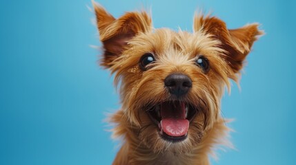 Yorkshire Terrier.  Close up, isolated against blue background. Dog. Canine. Pet.