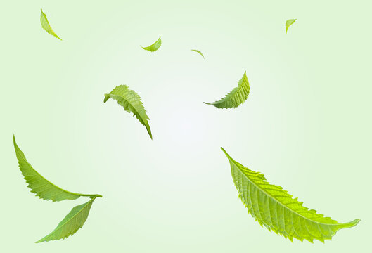 Neem leaves are fluttering in the air.