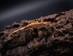 a domestic creested gecko portrait