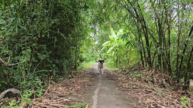 Happy dog running on the narrow street in village of Mang Thit town, Vinh Long province, Mekong Delta Vietnam.