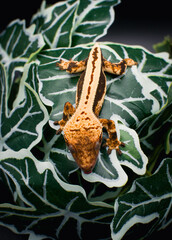 a domestic creested gecko portrait