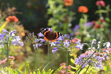 Schmetterling 1178 © K.-U. Häßler