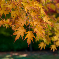 Russian maple during autumn, leaves are in full color.
