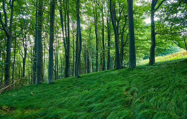 Fototapete bei efototapeten.de bestellen   