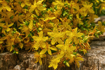 A bouquet of freshly picked Hypericum (St. John's Wort). Wild, medicinal yellow flowers close-up