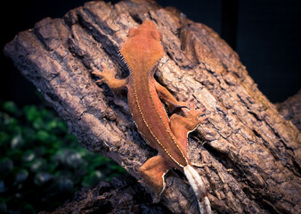 a domestic creested gecko portrait