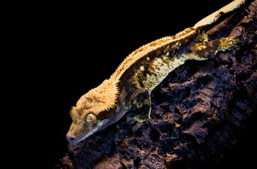 a domestic creested gecko portrait