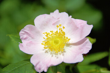 dog rose