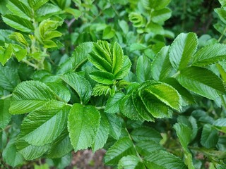Rosehip leaves