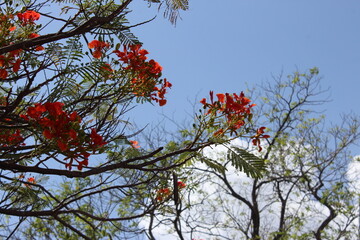 Ramas de framboyán en un cielo despejado 