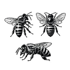 set of bees illustration. hand drawn bee in black and white vector illustration, isolated white background