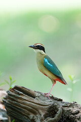 Fairy Pitta (Pitta Nympha) during migrating season