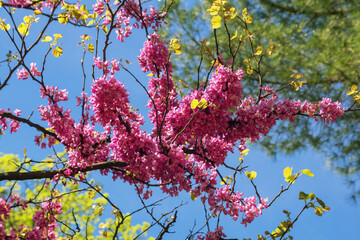 Branch of Judas tree ( Cercis Siliquastrum, Red Bud) with pink flowers on sunny spring day