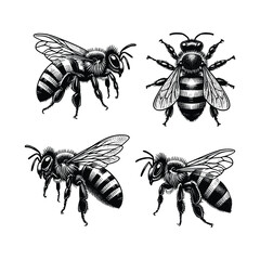 set of bees illustration. hand drawn bee in black and white vector illustration, isolated white background