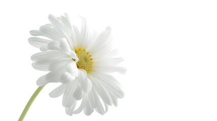 Obraz premium Beautiful white Daisy Marguerite isolated on white background including clipping path : Generative AI