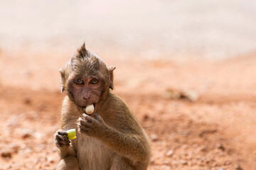 Young long tailed macaque eating lotus seed