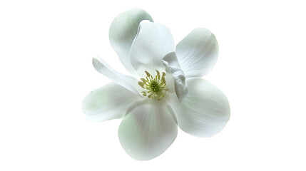 Obraz premium Single White Flower Isolated on White Background White Flower without Background : Generative AI