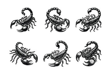 set of scorpions illustration. hand drawn scorpion in black and white vector illustration, isolated white background