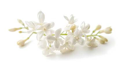 Fototapeta premium Fresh Jasmine flowers isolated on white : Generative AI