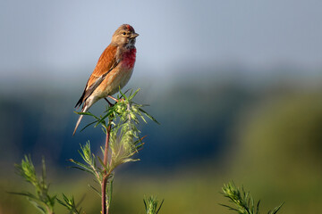 Eurasian Linnet in the grass