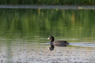 Eurasian Coot on the lake
