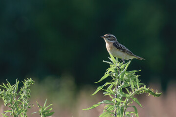 Whinchat on agrass