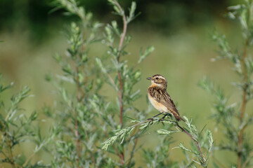 Whinchat on a branch