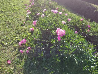 a beautiful bed of peonies