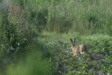 rabbit in the grass © Александр Арендарь