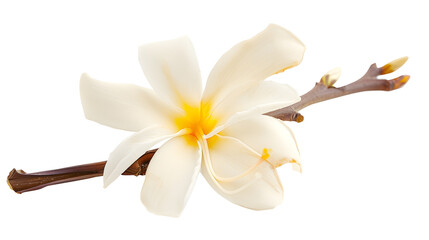 Tender vanilla flower isolated on white background File contains clipping path : Generative AI