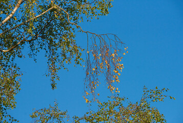 Blue sky, nature and tree outdoor for conservation, environment or sustainability from below. Background, growth and wallpaper with foliage in countryside for green habitat or natural ecosystem