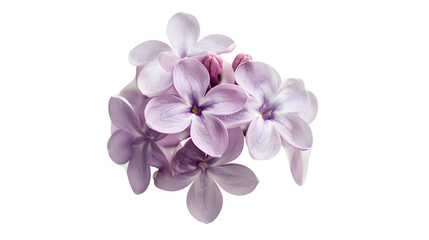 Obraz premium lilac flower isolated on white background full depth of field clipping path : Generative AI