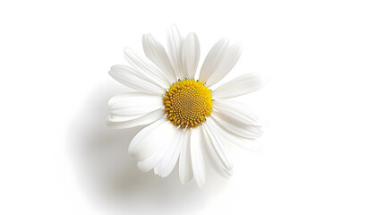 Fototapeta premium Daisy On White With Clipping Path : Generative AI