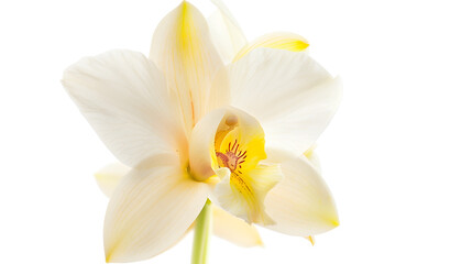 Fototapeta premium Vanilla orchid flower isolated on white background : Generative AI
