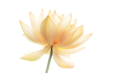 Fototapeta premium Lotus flower isolated on white : Generative AI