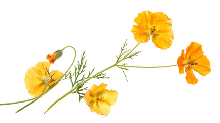 Pressed and dried delicate yellow flowers eschscholzia eschscholzia Californica California poppy Isolated on white background For use in scrapbooking floristry or herbarium : Generative AI