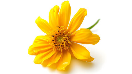 Yellow flower isolated on white background : Generative AI