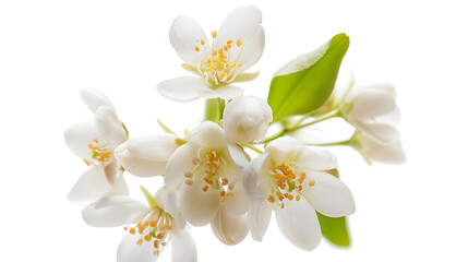 Obraz premium flowering citrus Spring white fresh orange tree flowers isolated on white background : Generative AI