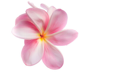 beautiful pink plumeria rubra flower isolated on White background : Generative AI