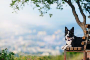 A happy black and white border collie is resting on a bench in nature against the background of a blue sky and a green tree. Walking with a dog in the mountains.