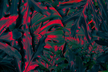 tropical leaf texture, dark nature background © pernsanitfoto