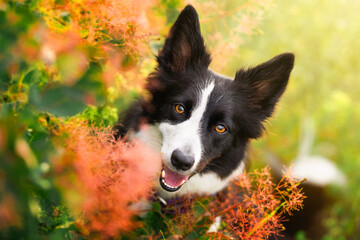 Close-up portrait of a black and white border collie in green foliage and orange flowers. Close-up portrait of a happy dog on a green background in flowers