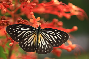 A female Common Wanderer butterfly
(Pareronia Valeria) sucks nectar from Pagoda flower(Clerodendrum...
