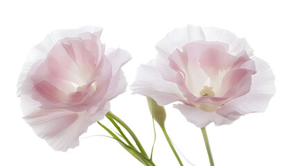 Two pale pink flowers isolated on white Eustoma : Generative AI