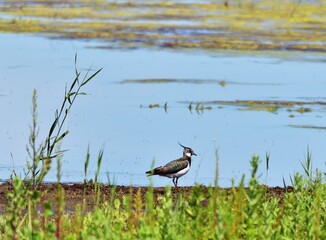 Kiebitz (Vanellus vanellus) am Zicksee, Burgenland