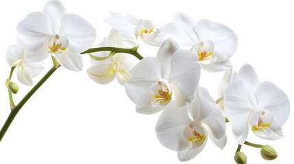 Beautiful white orchid flower isolated on white background : Generative AI