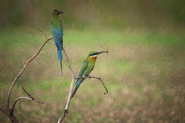 Blue-tailed Bee-eater (Merops Philippinus),it is predominantly green; its face has a narrow blue patch with a black eye stripe, and a yellow and brown throat; the tail is blue and the beak is black. 